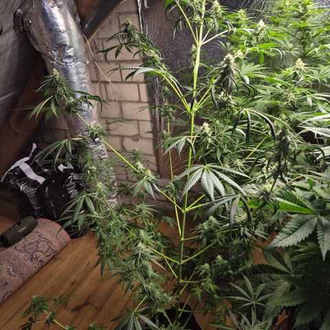 🌅Sherbi photo, blue sunset sherbert, Barneys farm  growlog timeline photo