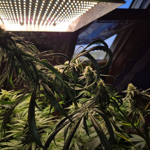 🌅Sherbi photo, blue sunset sherbert, Barneys farm  growlog timeline photo