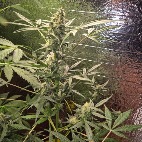 🌈 Zkittles auto🌈 growlog timeline photo