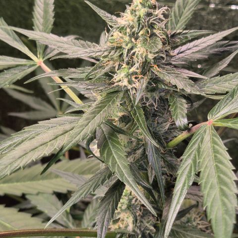 🌈 Zkittles auto🌈 growlog timeline photo
