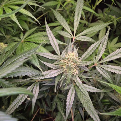 🌈 Zkittles auto🌈 growlog timeline photo