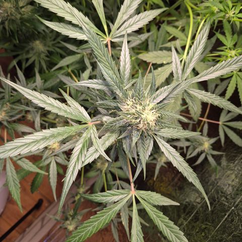 🌈 Zkittles auto🌈 growlog timeline photo