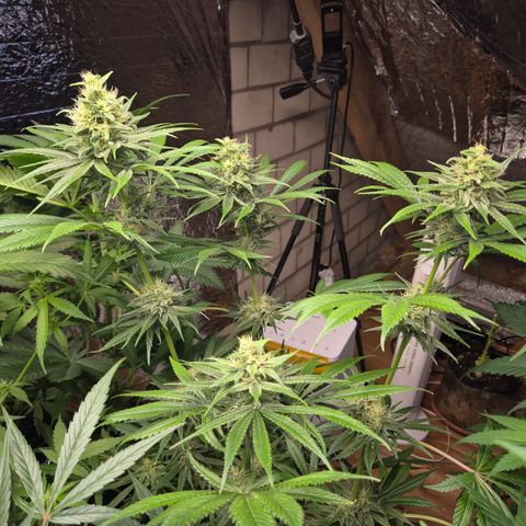 🍍Anna  #1 amnesia lemon  growlog timeline photo