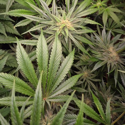 🍍Anna  #1 amnesia lemon  growlog timeline photo