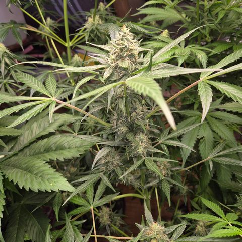 🌈 Zkittles auto🌈 growlog timeline photo