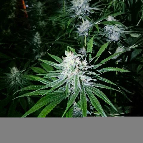 🍍Anna  #1 amnesia lemon  growlog timeline photo