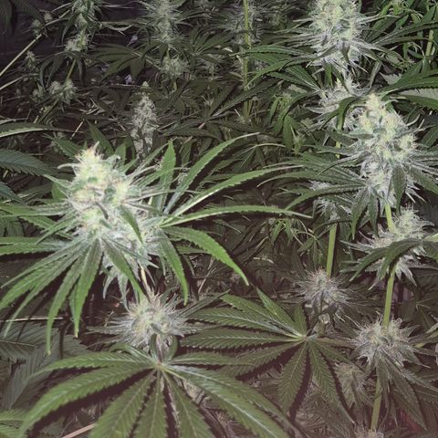 🍍Anna  #1 amnesia lemon  growlog timeline photo