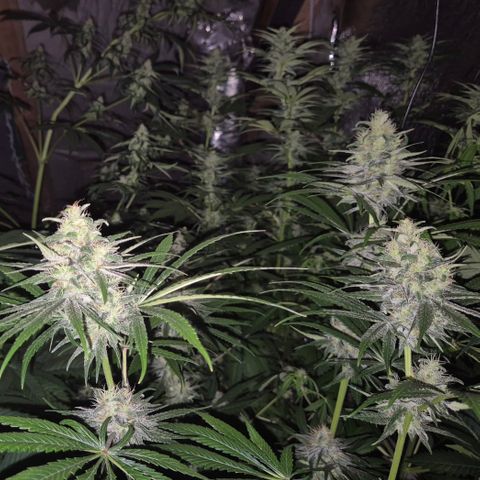 🍍Anna  #1 amnesia lemon  growlog timeline photo