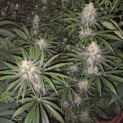 🍍Anna  #1 amnesia lemon  growlog timeline photo