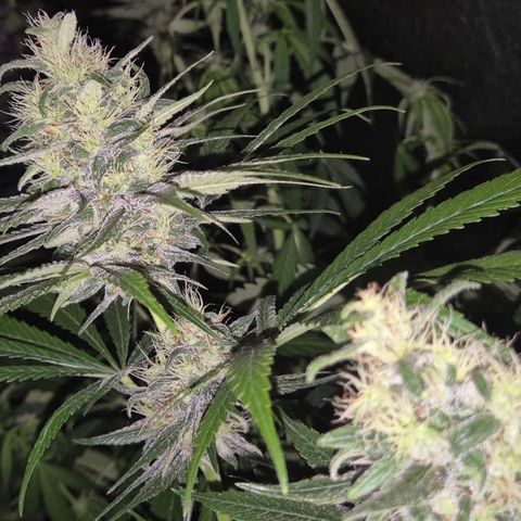 🍍Anna  #1 amnesia lemon  growlog timeline photo