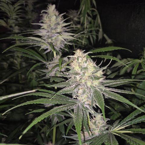 🍍Anna  #1 amnesia lemon  growlog timeline photo