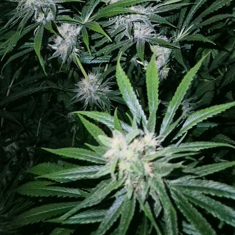 🍍Anna  #1 amnesia lemon  growlog timeline photo