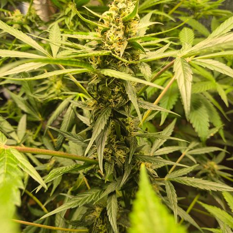 🌈 Zkittles auto🌈 growlog timeline photo