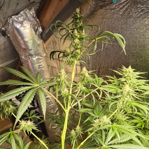 🌅Sherbi photo, blue sunset sherbert, Barneys farm  growlog timeline photo