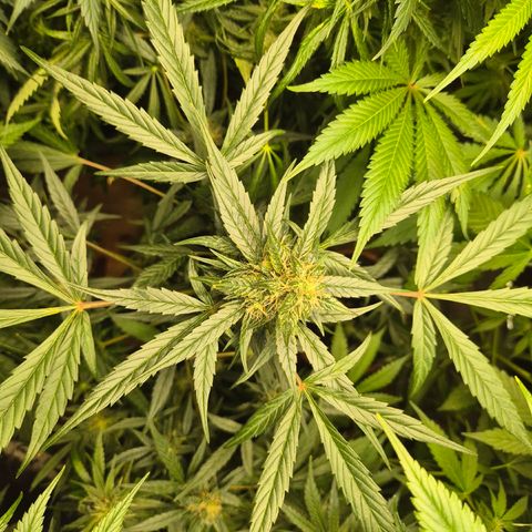 🌈 Zkittles auto🌈 growlog timeline photo