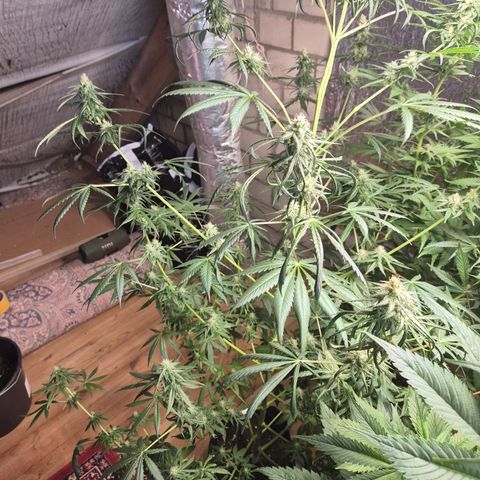 🌅Sherbi photo, blue sunset sherbert, Barneys farm  growlog timeline photo