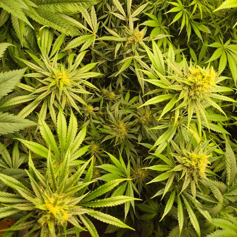 🍍Anna  #1 amnesia lemon  growlog timeline photo