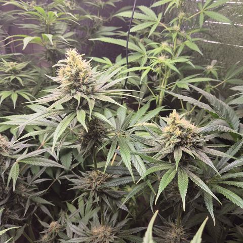 🍍Anna  #1 amnesia lemon  growlog timeline photo