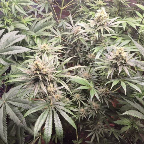 🍍Anna  #1 amnesia lemon  growlog timeline photo