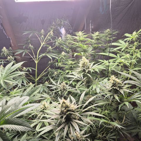🍍Anna  #1 amnesia lemon  growlog timeline photo