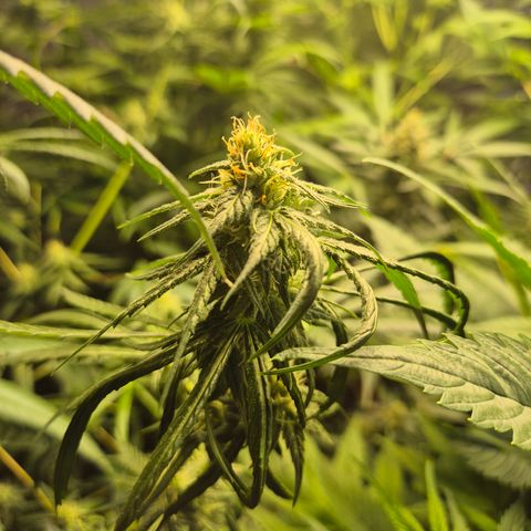🌅Sherbi photo, blue sunset sherbert, Barneys farm  growlog timeline photo