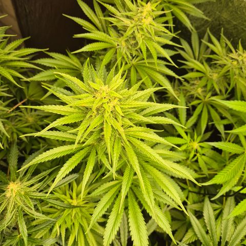 DieAnnas  #2 amnesia lemon/ungedämmter Dachboden growlog timeline photo
