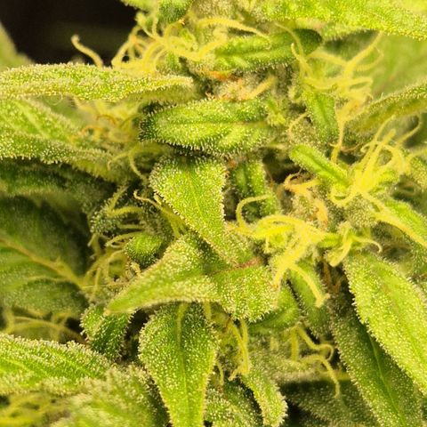 DieAnnas  #2 amnesia lemon/ungedämmter Dachboden growlog timeline photo