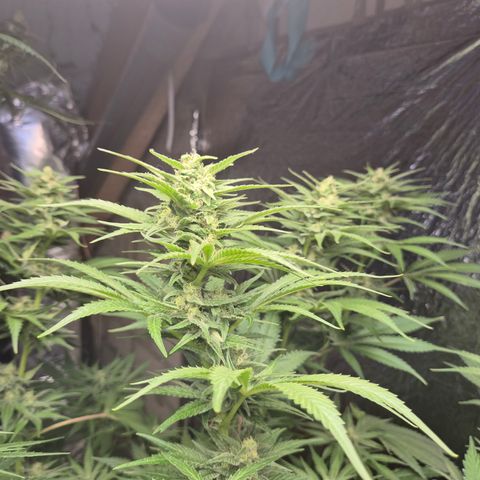 DieAnnas  #2 amnesia lemon/ungedämmter Dachboden growlog timeline photo