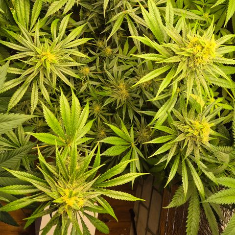 🍍Anna  #1 amnesia lemon  growlog timeline photo