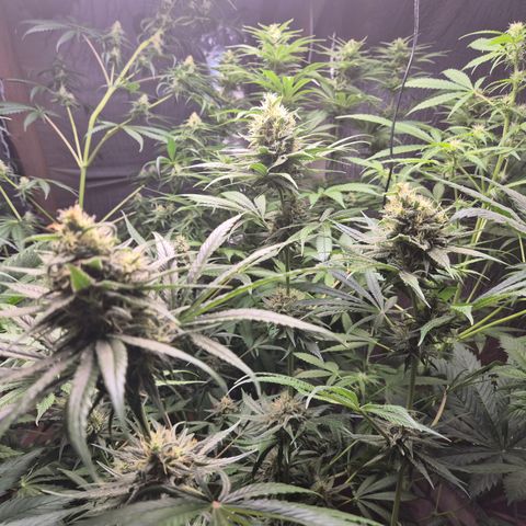 🍍Anna  #1 amnesia lemon  growlog timeline photo