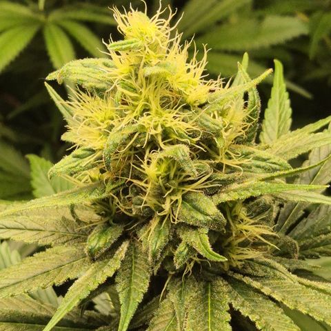 🍍Anna  #1 amnesia lemon  growlog timeline photo