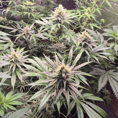 🍍Anna  #1 amnesia lemon  growlog timeline photo