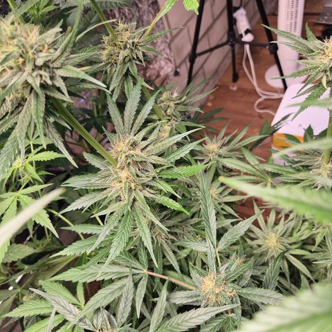 🍍Anna  #1 amnesia lemon  growlog timeline photo