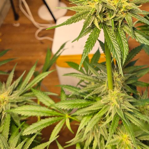 🍍Anna  #1 amnesia lemon  growlog timeline photo