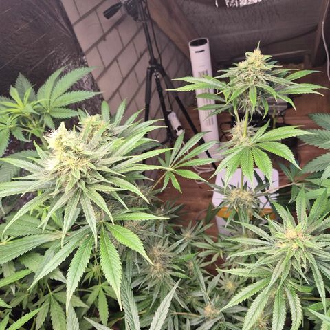 🍍Anna  #1 amnesia lemon  growlog timeline photo