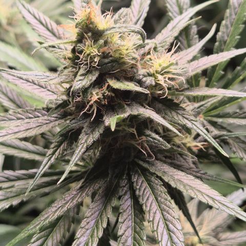 🍍Anna  #1 amnesia lemon  growlog timeline photo