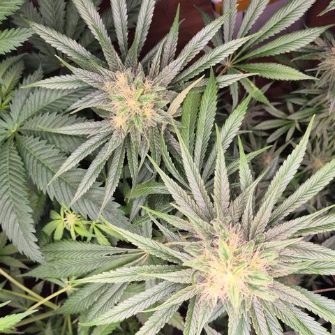 🍍Anna  #1 amnesia lemon  growlog timeline photo