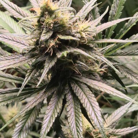 🍍Anna  #1 amnesia lemon  growlog timeline photo