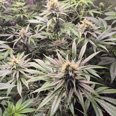 🍍Anna  #1 amnesia lemon  growlog timeline photo