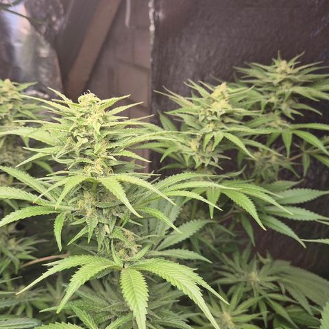 DieAnnas  #2 amnesia lemon/ungedämmter Dachboden growlog timeline photo