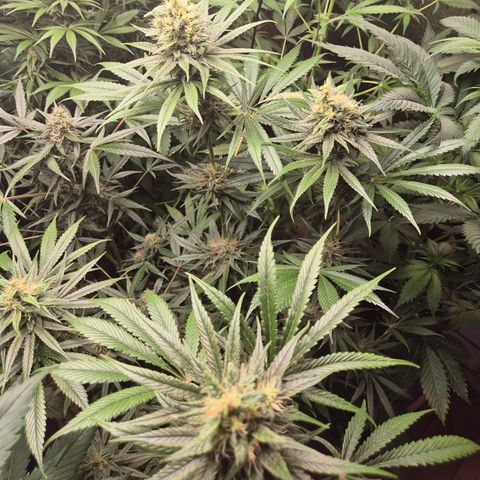 🍍Anna  #1 amnesia lemon  growlog timeline photo
