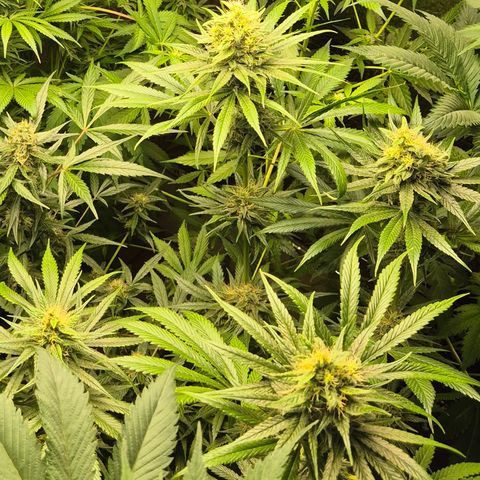 🍍Anna  #1 amnesia lemon  growlog timeline photo