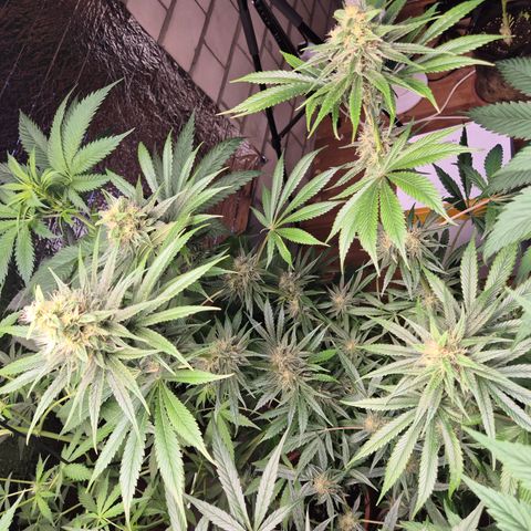 🍍Anna  #1 amnesia lemon  growlog timeline photo
