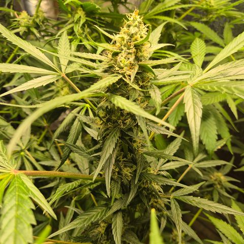 🌈 Zkittles auto🌈 growlog timeline photo