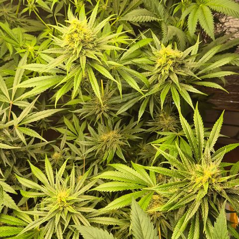 🍍Anna  #1 amnesia lemon  growlog timeline photo