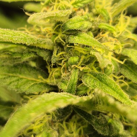 DieAnnas  #2 amnesia lemon/ungedämmter Dachboden growlog timeline photo