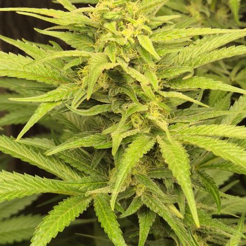 DieAnnas  #2 amnesia lemon/ungedämmter Dachboden growlog timeline photo