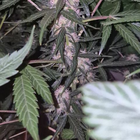 🌈 Zkittles auto🌈 growlog timeline photo