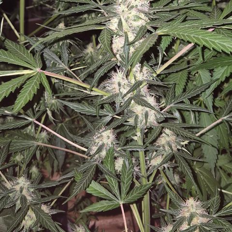 🌈 Zkittles auto🌈 growlog timeline photo