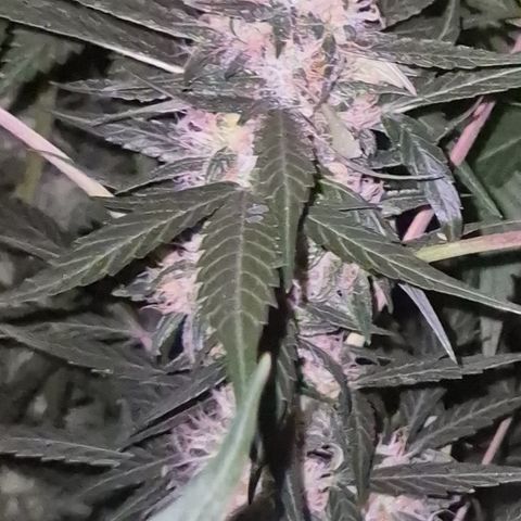 🌈 Zkittles auto🌈 growlog timeline photo